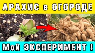 Как ВЫРАСТИТЬ АРАХИС у СЕБЯ в ОГОРОДЕ 👍 Мой ЭКСПЕРИМЕНТ