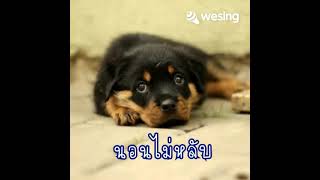 นอนไม่หลับ : ปั่น ไพบูลย์เกียรติ (cover : ต่อ สัมมาพาคุย)