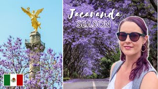 JACARANDA SEASON in Mexico City: The Best Spots to See the Jacarandas in CDMX  |  Mexico Travel Vlog