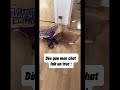 avouez on fait tous ça avec notre chat 😭 chat chaton cats cat chatonmignon animaux pets