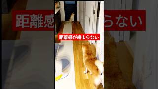 何故かこの距離感を保っている柴犬達が気になる！#shorts#犬#dog#犬#柴犬#愛犬#わんこ#いぬ#犬のいる生活#犬のいる暮らし#犬好き#犬動画#犬との暮らし#しばいぬ#いっぬ#癒し#かわいい