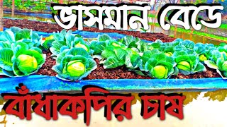 বাঁধাকপি ( Cabbage) ভাসমান বেডে চাষ করে কৃষকের বাম্পার ফলন।। Cabbage Cultivation in Floating Bed ।।