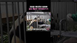 이뻐이뻐 아이바오가 폭발한 이유 #아이바오 #후이바오 #루이바오