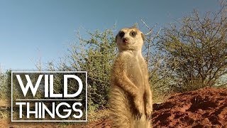 Meerkat Law [Episode 6 Of Kalahari Meerkats] | Wild Things