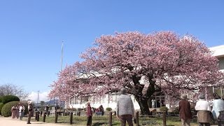 春満開！ 蓬莱桜　【山口県 防府市　向島小学校の寒桜】