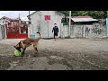 obedience training 7 month old belgian malinois dog trainer cebu