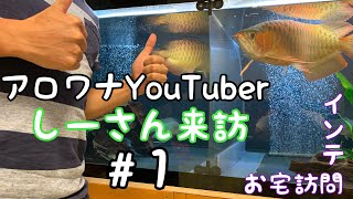 アロワナYouTuber　しーさん来訪　インテのお宅訪問