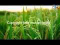 #nocopyrightmusic #Vlogmusic  Birds-Scandinavianz.free copyright safe music