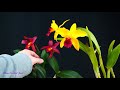 how to identify orchids without flowers a simple guide for beginners