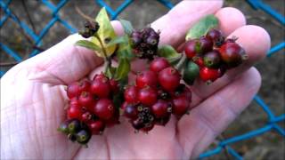 Red berries