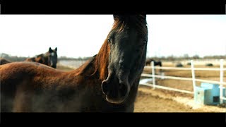 CINEMATIC HORSE FARM in 4K | N8331 STATE PARK RD, MENASHA