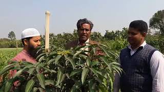 আলট্রা হাইড্রেনসিটি পদ্ধতিতে গৌড়মতি আমের বানিজ্যিক চাষাবাদ ও সফলতার