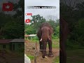 elephants at kushalnagara elephant dailyvlogs kushalnagar coorg coorgdiaries adventure 1m