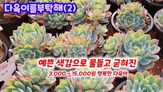 다육이를부탁해(2) 예쁘게 굳혀진 착한 다육이 3,000 ~ 골라보세요