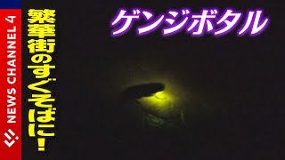 【ゲンジボタル】繁華街のすぐそばで！ホタル夜間鑑賞会＜NEWS CH.4＞