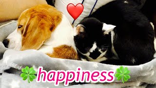 【ビーグル犬さつき】ふたりの距離が４年掛かってここまで近くなりました Satsuki the Beagle and Senior cats