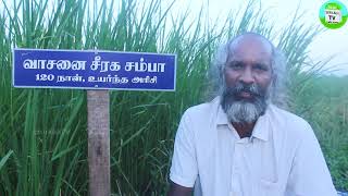 பாரம்பரிய நெல் வாசனை சீரக சம்பா நெல் சாகுபடி | Traditional rice varieties Seeraga Samba Rice