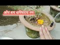 शमी का पूजन विधि और महत्व🌳🌳 shami pooja bhakti tirath