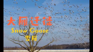 Snow Geese Migrate【大雁迁徙】超级壮观！！！