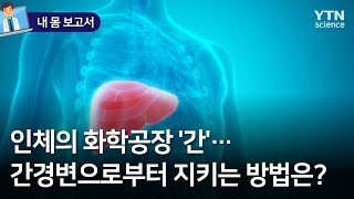 [내 몸 보고서] 인체의 화학공장 '간'…간경변으로부터 지키는 방법은? / YTN 사이언스