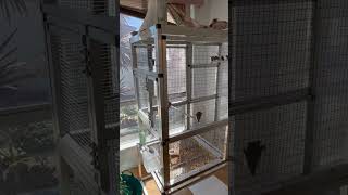 African waxbill Finch Birdroom (75% complete)