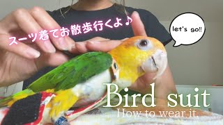 Bird suit How to wear it  model：Jimmy / バードスーツの着せ方 モデル：シロハラインコ のJimmy