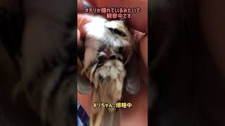 スズメのキリちゃん、オチリ丸出しで観察されています(本鳥、爆睡中)