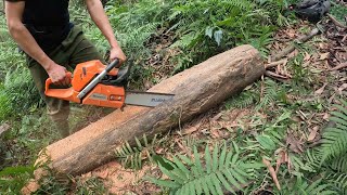 Sawing wood with Husqvarna saw, Precious wood, Sandalwood