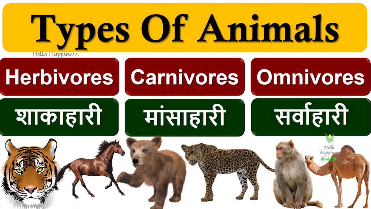 Herbivores Carnivores And Omnivores | Types Of Animals Herbivores ...