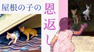 猫の恩返し〜屋根から始まったハートフル物語〜