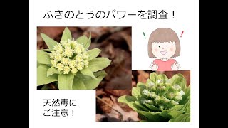 【ふきのとう】ふきのとうの栄養や天然毒についての調査。