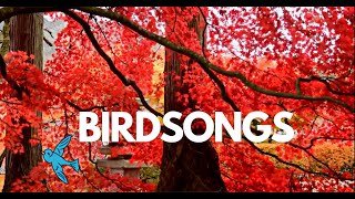 🐤Singing birds in the early morning Videos and sounds of forest nature for relaxation and meditation