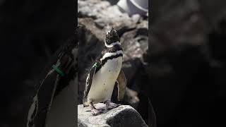 🐧✨ すみだ水族館のスター、マゼランペンギンをご紹介！