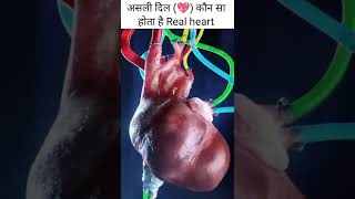 Real heart 💖💓💖 असली दिल कौन सा है