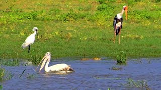 斯里蘭卡蒂瑟默哈拉默雅拉野生動物園沼澤生態 Yala National Park,Tissamaharama (Sri Lanka)