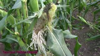 Hmong American Picking Sweet Corn 2016