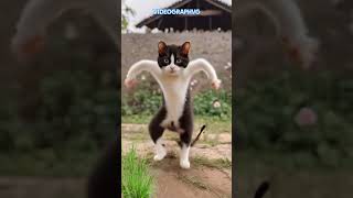 Beautiful Cat Dancing #shorts #cat #dance