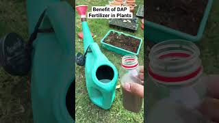 DAP fertilizer ke fayde plants k liye #shorts #dap #fertilizer #plants #garden