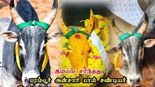 Rip😭😭😭 இமயம் சரிந்தது பரம்பூர் அன்சாரி பாய் சண்டியர் காலை # Jallikattu # Pudukkottai# Perambur