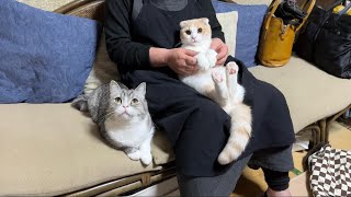 半年ぶりに大好きな祖母と再会したら甘えんぼ猫たちがこうなっちゃいました…