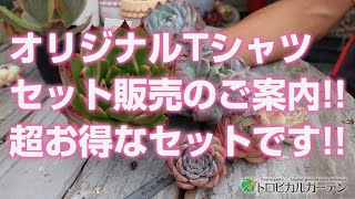 【多肉植物】オリジナルTシャツセット販売のご案内!!超お得なセットです!!【succulent】トロピカルガーデン