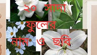 ২০ টি সাদা ফুলের নাম ও ছবি❤️❤️❤️ #viralvideo #flowers