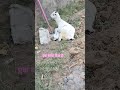 This goat is at number five and has given birth to a kid.