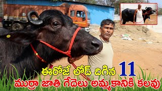 11 ముర్రా గేదెలు అమ్మకానికి కలవు | 7794978934 | Murrah buffaloes for sale in Hyderabad | Telugu