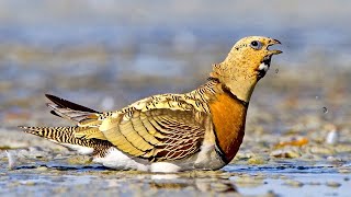 ✅ Escondites o HIDE fotográficos. 📷 Curso fotografía de aves #2/10