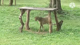 ಮೈಸೂರಿನಲ್ಲಿ ಓಡಾಡಿದ ಎರಡು‌ ಚಿರತೆಗಳು/Sri chamarajendra zoological gardens in mysore