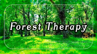 ☀️Fresh Morning Forest Therapy🌳☀️Healing Frequency Meditation to start your Day 🌳Nature Therapy