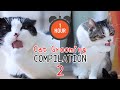 [ONE HOUR] 🎧 ASMR Cat Grooming Compilation Vol. 2 | Curry Sugar Meow