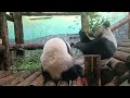 панда Катюша и ДинДин и веточка бамбука 🎋💞 Московский 🐘🐼 зоопарк