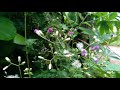 monarakudumbiya kola මොනරකුඩුම්බිය vernonia cinerea medicinal ishan lettle ironweed sri lanka